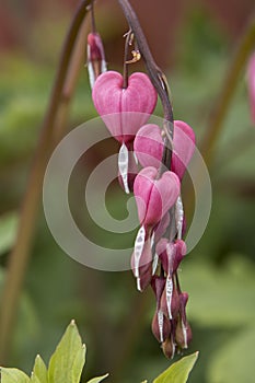 Close up of bleeding heart flowers