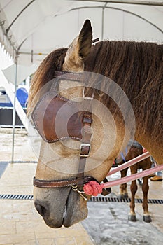 Close up blind horse commander photo