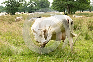 Close up of a Blonde d`Aquitaine cow licks her hind leg with a herd of cows resting and ruminating