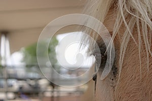 Close-up Blonde horsie