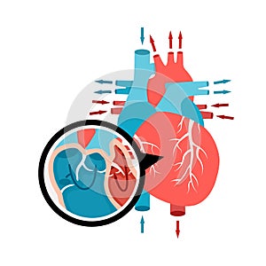 Close-up blood circulation in the heart. Human heart anatomy with blood flow. Human internal organ illustration.