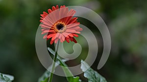 Close up of Blood Orange  Gerber Daisy Gerbera jamesonii with Green foliage and on a blurred background