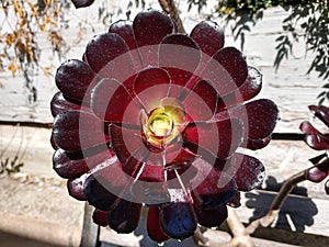 Close up Blood rose succulent in a Rustic garden setting close