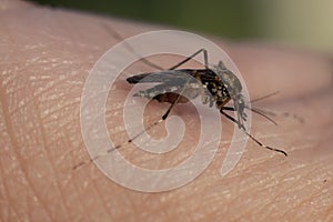 Close-up of blood-sucking mosquitoes, peddler of malaria, parasitic insect