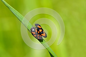 Close-up of blood sugarcade, Cercopidae. Mating insects in a natural environment