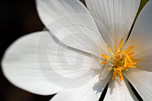 Close Up Bloodroot