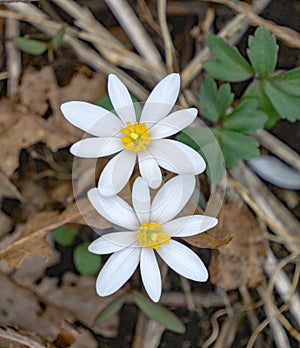 Close-up of Bloodroot Wildflowers, Sanguinaria canadensis