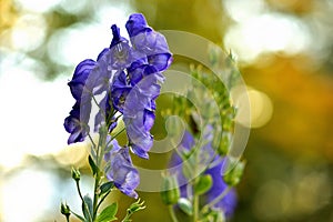 Close-up of bloom of Aconitum napellus also known as aconite, monkshood, wolf`s-bane, leopard`s bane, mousebane, women`s