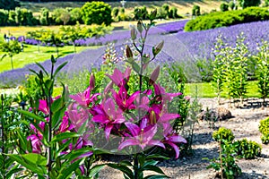 Flowers and flora from Wanaka New Zealand; Bloom of lily, Pink flower. Backdrop of lavender field.