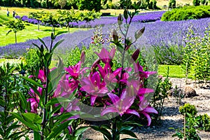 Flowers and flora from Wanaka New Zealand; Bloom of lily, Pink flower. Backdrop of lavender field.