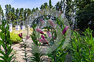 Flowers and flora from Wanaka New Zealand; Bloom of lily, Pink flower. Backdrop of lavender field.