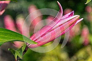 Flowers and flora from Wanaka New Zealand; Bloom  of lily, Pink flower.