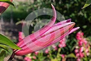 Flowers and flora from Wanaka New Zealand; Bloom of lily, Pink flower.