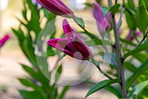 Flowers and flora from Wanaka New Zealand; Bloom of lily, Pink flower.