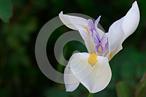 Close-up of blooming African Iris or Fortnight Lily photo