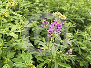 Close up on a blooming alfalfa stem