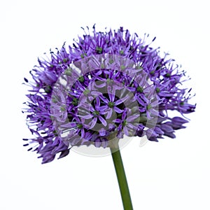 Close-up blooming allium flower