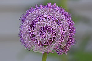 Close up of a blooming Allium Globemaster Flower