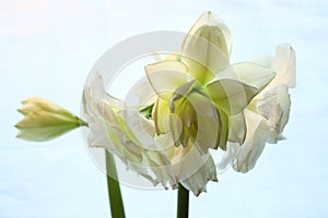 close-up of blooming amaryllis edited to special colors against uneven blue background