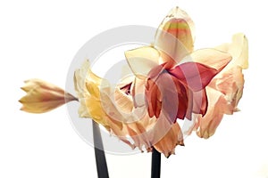 close-up of blooming amaryllis edited to special colors against uneven white background