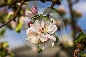 Close-up of a blooming apple tree flower with raindrops in macro view