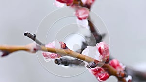 close-up of blooming apricots in ice against the background of snowfall.