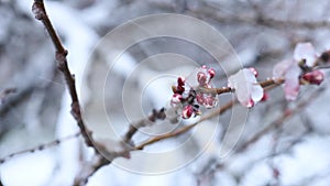 close-up of blooming apricots in ice against the background of snowfall.