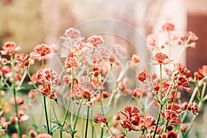 close up of blooming astrantia major in summer garden.