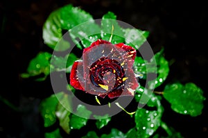 blooming beautiful unusual maroon rose with dew drops and yellow specks on a night background