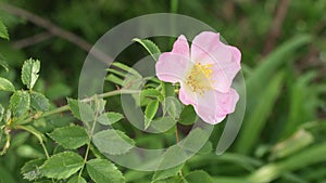 Close-up of a blooming beautiful wild rose in spring time