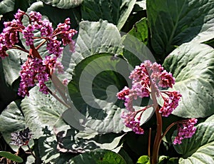 Close up of a blooming Bergenia crassifolia, also known as heartleaf bergenia, elephant-ears, badan, pigsqueak