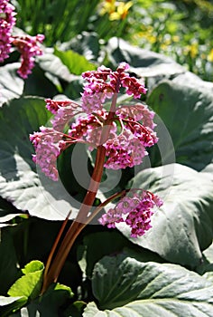 Close up of a blooming Bergenia crassifolia, also known as heartleaf bergenia, elephant-ears, badan, pigsqueak photo