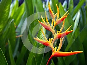 close-up blooming bird of paradise or strelitzia reginae flower with green leaves