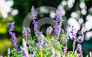 Close up of blooming blue Salvia flowers with shallow depth of f