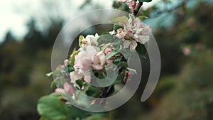 Close-up of blooming branch of apple tree in a garden in daytime