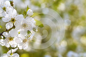 Close up of blooming branch of fruit tree in spring selective focus