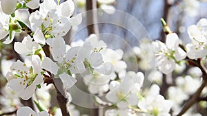Close up of blooming branch of fruit tree in spring selective focus.