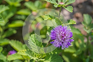 Close up of a blooming Brazil button flower or Larkdaisy on blurred natural green background