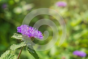 Close up of a blooming Brazil button flower or Larkdaisy on blurred natural green background