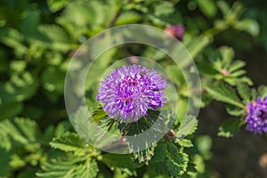 Close up of a blooming Brazil button flower or Larkdaisy on blurred natural green background