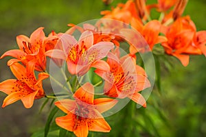 Close up Blooming Bright orange lily flowers in the sunny garden.