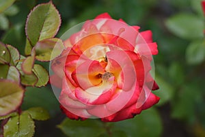 Close-up of a blooming bright pink rose with green leaves. Beautiful flower in the summer garden