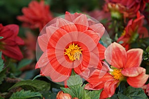 Close-up of the blooming bud of a magnificent coral dahlia flower.