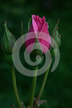 Close up of blooming bud pink rose on green background