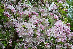 Close up blooming buds on the branches of Crab Apple Tree - Malus Sylvestris. Beautiful pink flowers.