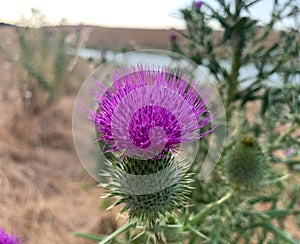 Close up blooming Bull thistle growing on a lake shore at summer