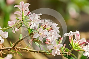 Close up blooming bush with pink flowers inthe garden