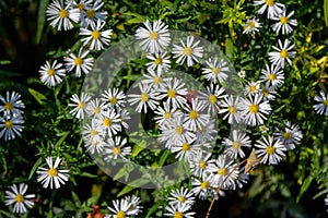 Close up blooming bushy aster white wild flowers