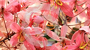 Close up Blooming Cassia javanica