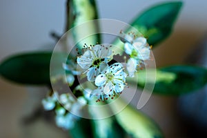 Close-up of blooming cherry blossom with blurred umbrella leaf